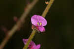 Florida ticktrefoil